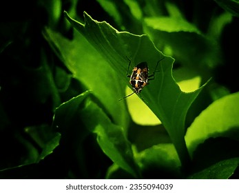 Bagrada Hilaris
 It is a type of insect whose common name is bagrada hilaris. This type of insect likes to live on leaves.