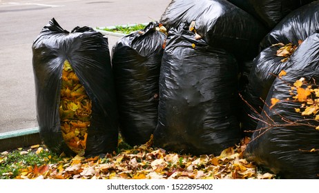 Bags With Leaves. Collecting Leaves In The Fall, Cleaning The Garden, Territory Park. Autumn Chores