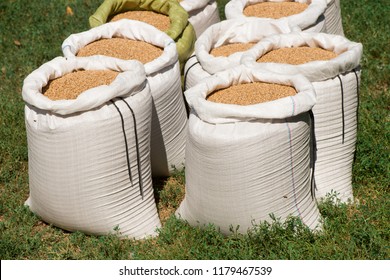 bags with wheat close-up. wheat in a bag. nylon bags