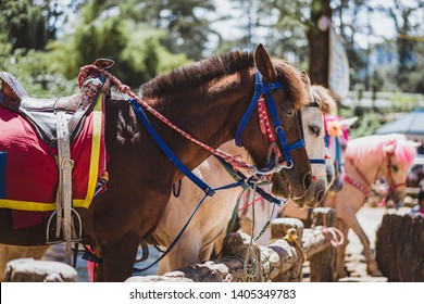 Baguio Native Hourse , The Philippines