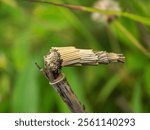 Bagworms. Pupae of the Evergreen Bagworm moth (Thyridopteryx ephemeraeformis of the family Psychidae) on a dry twig