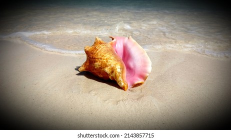 Bahamas Conch Collection In Color