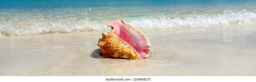 Bahamas Conch Collection In Color