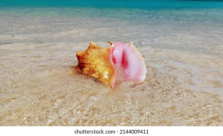 The Bahamas Conch Collection Photo