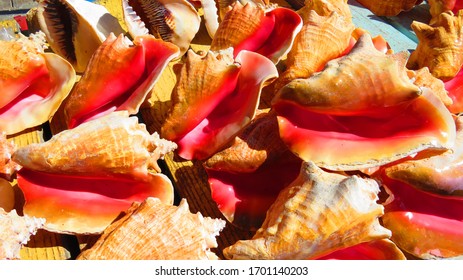 Bahamas Conch, Colorful  Background Collage