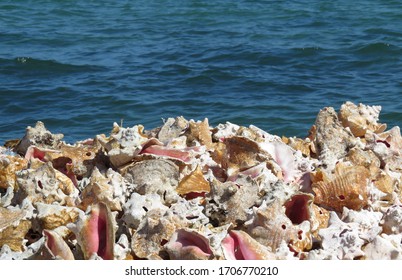 Bahamas Conch Shells Beach On Sunny Day