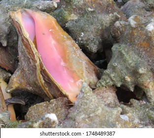 Bahamas Conch Shells Collected From The Sea 