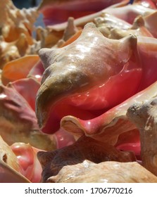 Bahamas Conch Shells, Colorful Closeup