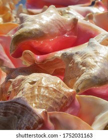 Bahamas Conch Shells In A Pile