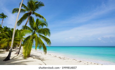 Bahamas palms beach landscape. Clear blue sea and white sand. Beach and sea and sky tropical paradise beach background.