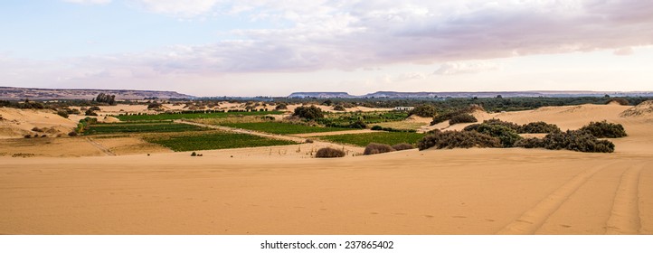 Bahariya Oasis, Egypt