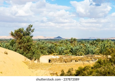 Bahariya Oasis, Egypt