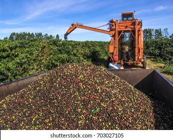 Bahia, Brazil, June, 17, 2004 Autumn Harvester Of Coffee Cherries On A Coffee Plantation In Luis Eduardo Magalhaes, Western To Bahia State, Brazil