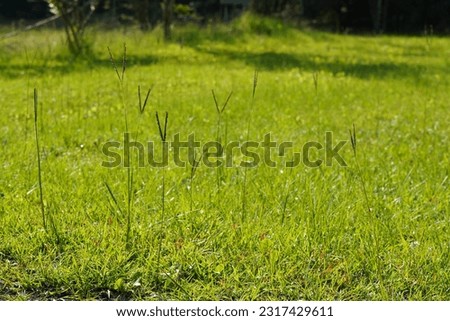 Bahiagrass or Paspalum notatum also known as Pensacola Bahia
