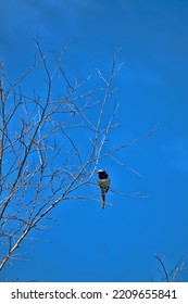 A Baical White Wagtail (Motacilla Alba Baicalensis) Feeds In A Spring Tree. Altai, Siberia