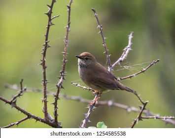 Baikal Bush Warbler (Locustella Davidi)