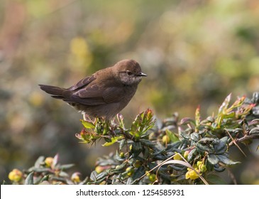 Baikal Bush Warbler (Locustella Davidi)