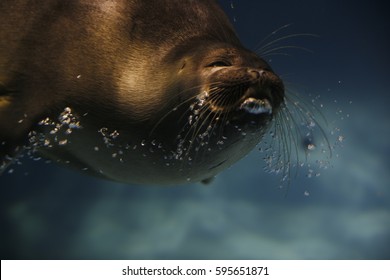 Baikal Seal