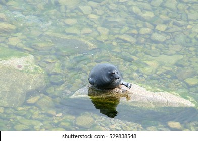 The Baikal Seal Nerpa