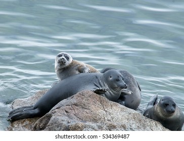 The Baikal Seal Nerpa