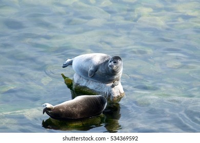 The Baikal Seal Nerpa