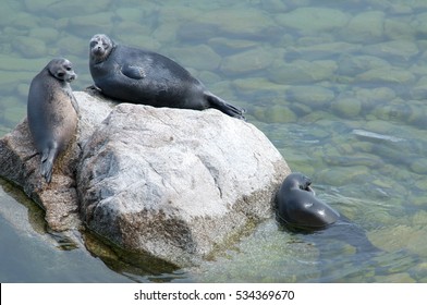 The Baikal Seal Nerpa