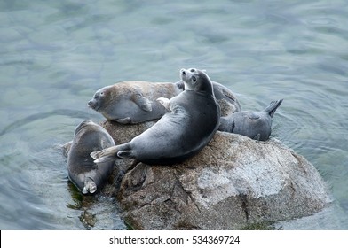 The Baikal Seal Nerpa