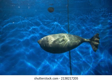 Baikal Seal (Pusa Sibirica) In The Baikal Museum, Listvyanka, Irkutsk Region, Russia