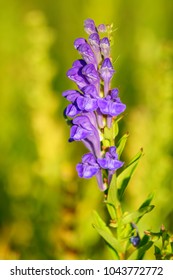 Baikal Skullcap (Scutellaria Baicalensis) - Traditional Medicine, Chinese Medicine - Soft Focus