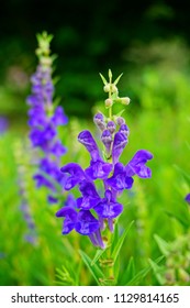  Baikal Skullcap( Scutellaria Baicalensis) - Traditional Medicine, Chinese Medicine - Soft Focus