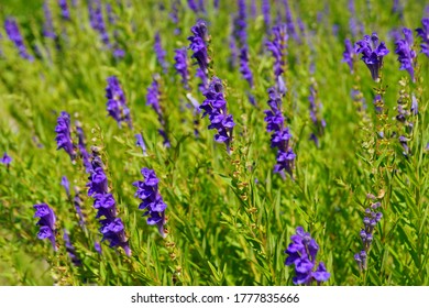  Baikal Skullcap( Scutellaria Baicalensis) - Traditional Medicine, Chinese Medicine - Soft Focus