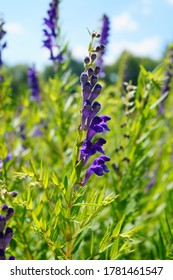  Baikal Skullcap( Scutellaria Baicalensis) - Traditional Medicine, Chinese Medicine