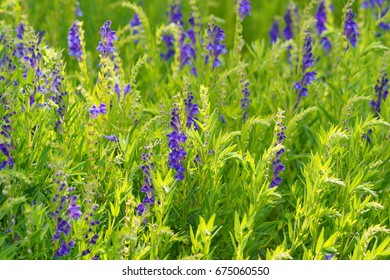  Baikal Skullcap( Scutellaria Baicalensis) - Traditional Medicine, Chinese Medicine - Soft Focus