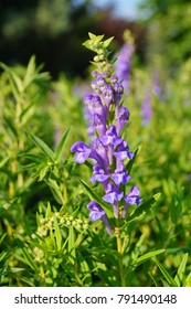 Baikal Skullcap (Scutellaria Baicalensis) - Traditional Medicine, Chinese Medicine - Soft Focus