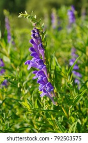 Baikal Skullcap (Scutellaria Baicalensis) - Traditional Medicine, Chinese Medicine - Soft Focus