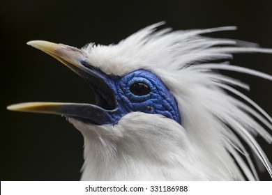 710 Bali Myna Bird Images, Stock Photos & Vectors 