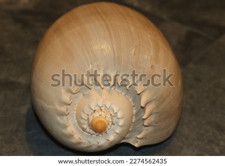 Bailer Seashell from Pacific Ocean