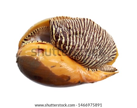 Bailer shell isolated on white background