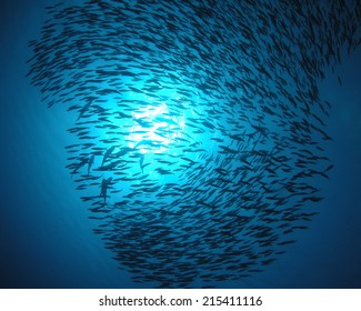 Bait Ball In Blue Water