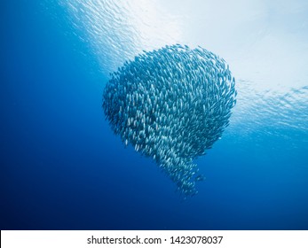 Bait ball in coral reef of Caribbean Sea around Curacao at dive site Playa Piskado