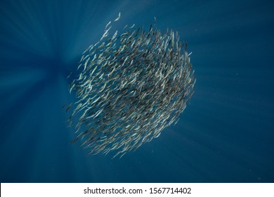 Bait Ball Sardines Mackerel Magadalena Bay Stock Photo 1567714402 ...