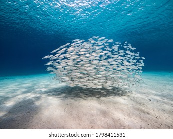 Bait Ball / School Of Fish In Shallow Water Of Coral Reef  In Caribbean Sea / Curacao