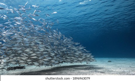 Bait ball, school of fish in shallow water of coral reef  in Caribbean Sea, Curacao
