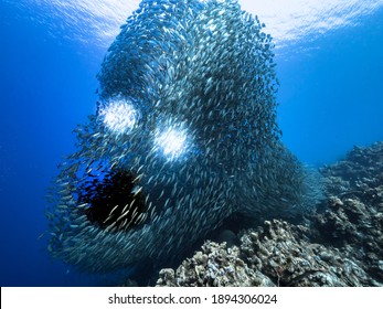 Bait ball, school of fish in turquoise water of coral reef in Caribbean Sea, Curacao with backlight