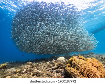 Bait ball, school of fish in turquoise water of coral reef in Caribbean Sea, Curacao with coral and sponge