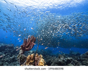 Curacao Diving High Res Stock Images Shutterstock