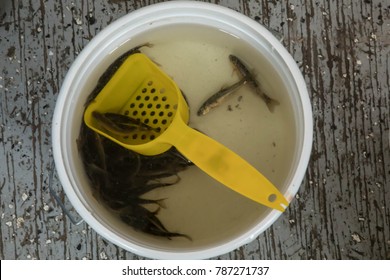 Bait In A Bucket For Ice Fishing