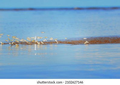 Bait Fish Breaking The Glassy Surface