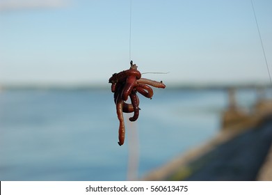 Bait Of Fresh Worms On The Hook