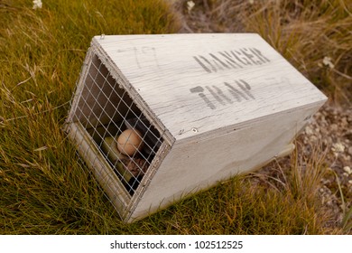 Baited Small Animal Trap Used For Rat And Stoat Control With Written Warning For Humans